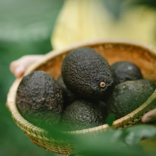 Picking Fruits & Vegetables - Wahana The SILA'S Agrotourism