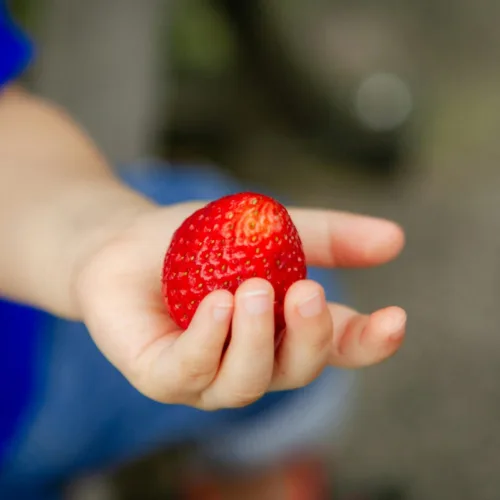 Picking Fruits & Vegetables - Wahana The SILA'S Agrotourism