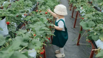 Picking Fruits & Vegetables - Wahana The SILA'S Agrotourism