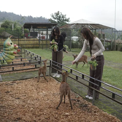 Animal Feeding - Wahana The SILA'S Agrotourism