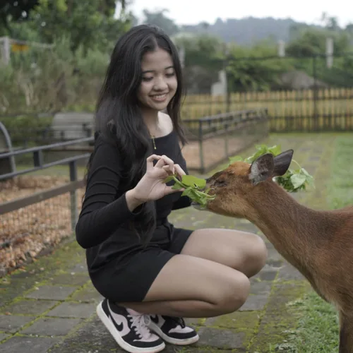 Animal Feeding - Wahana The SILA'S Agrotourism