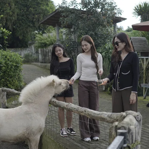 Animal Feeding - Wahana The SILA'S Agrotourism