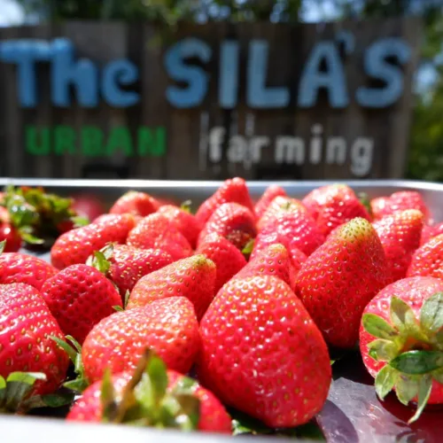 The SILA'S Farm