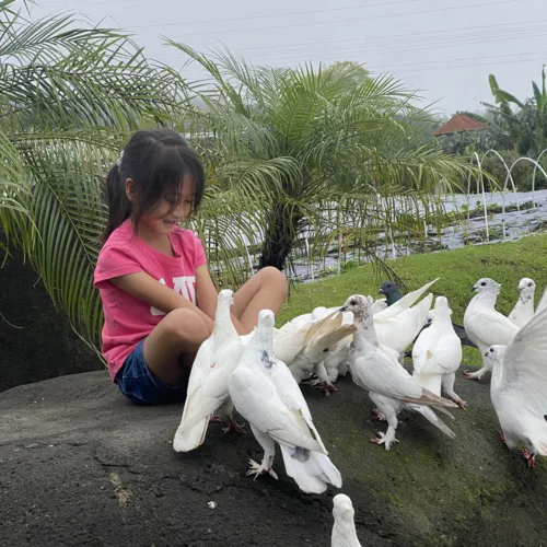 Animal Feeding - Wahana The SILA'S Agrotourism
