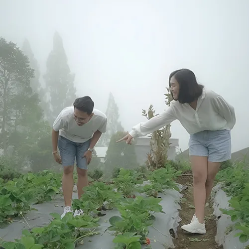 Picking Fruits & Vegetables - Wahana The SILA'S Agrotourism