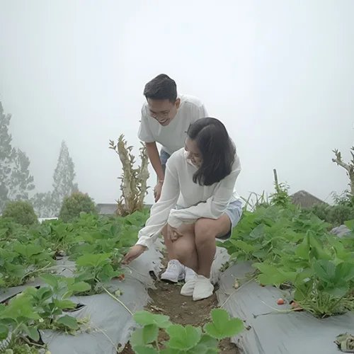 Picking Fruits & Vegetables - Wahana The SILA'S Agrotourism