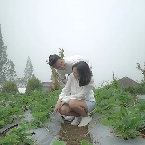 Picking Fruits & Vegetables - Wahana The SILA'S Agrotourism
