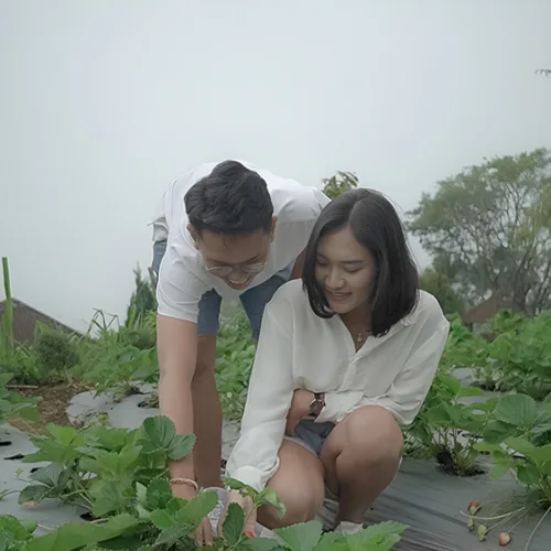 Picking Fruits & Vegetables - Wahana The SILA'S Agrotourism