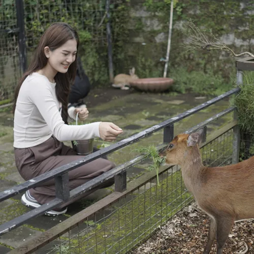Animal Feeding